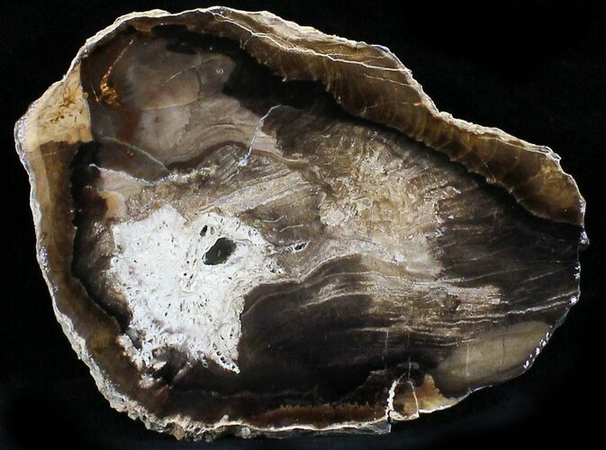 Petrified Wood Slab - McDermitt, Oregon #24227